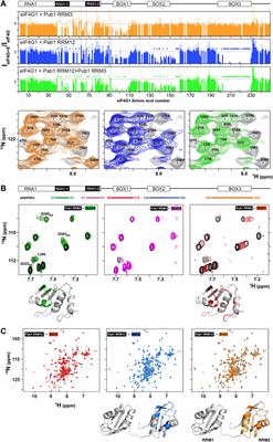 eIF4G1 N-terminal intrinsically disordered domain is a multi-docking station for RNA, Pab1, Pub1, and self-assembly